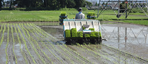 田植え