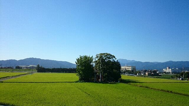 田んぼの風景